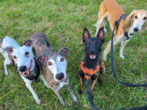 Pension Canine