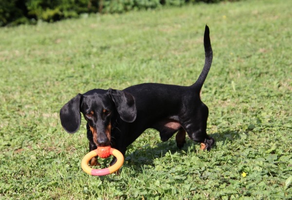 Pension Canine