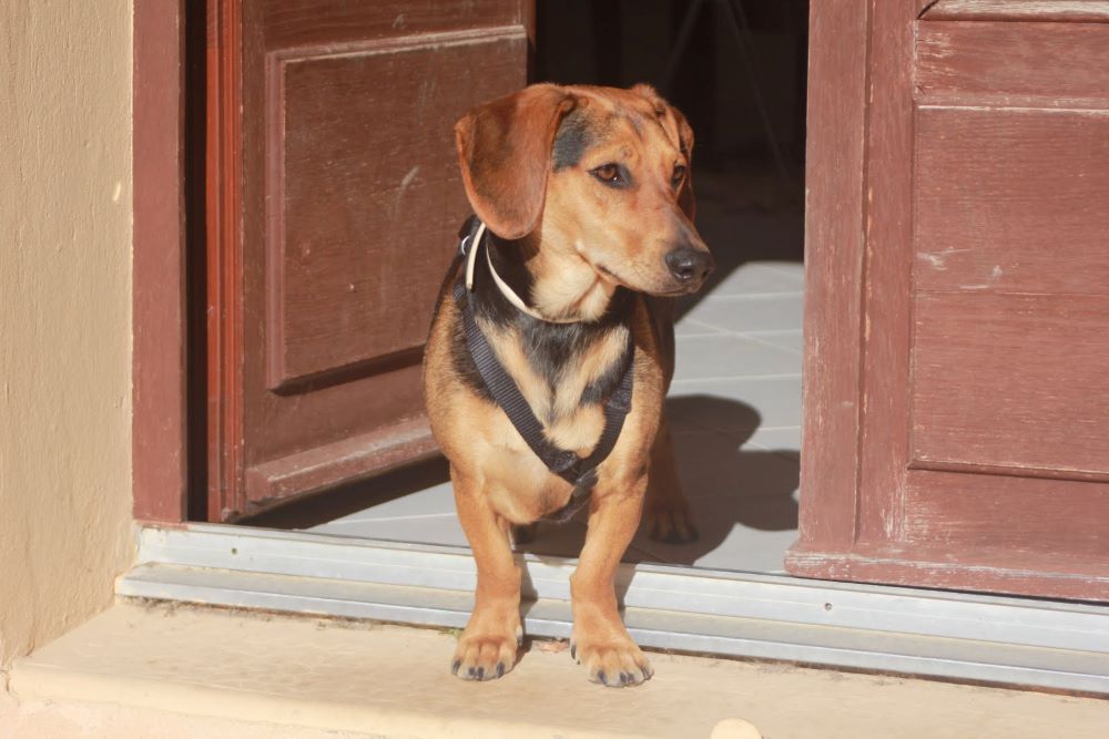 Petit chien roux et noir en harnais, debout sur le seuil d'une porte ouverte